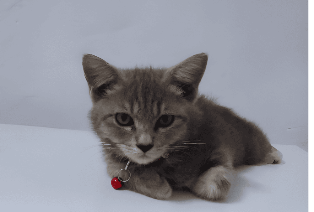 gray cat on a white floor