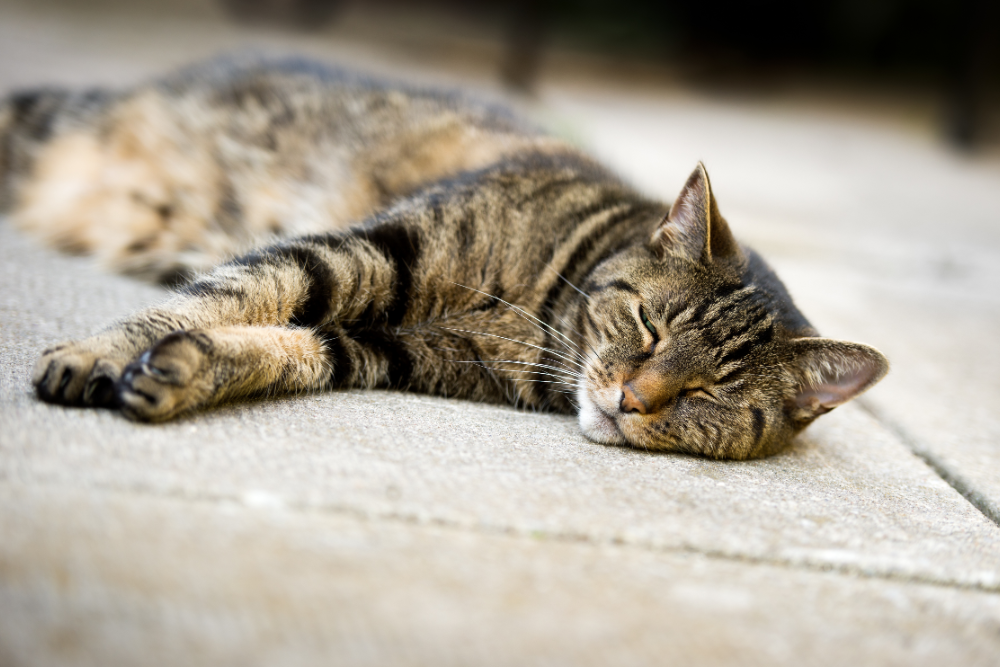 cat sleeping on a concrete floor