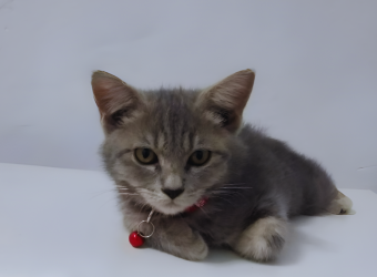 gray cat on a white floor