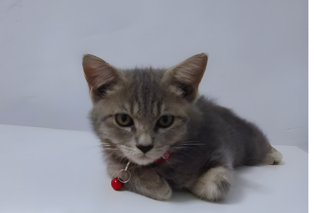 gray cat on a white floor